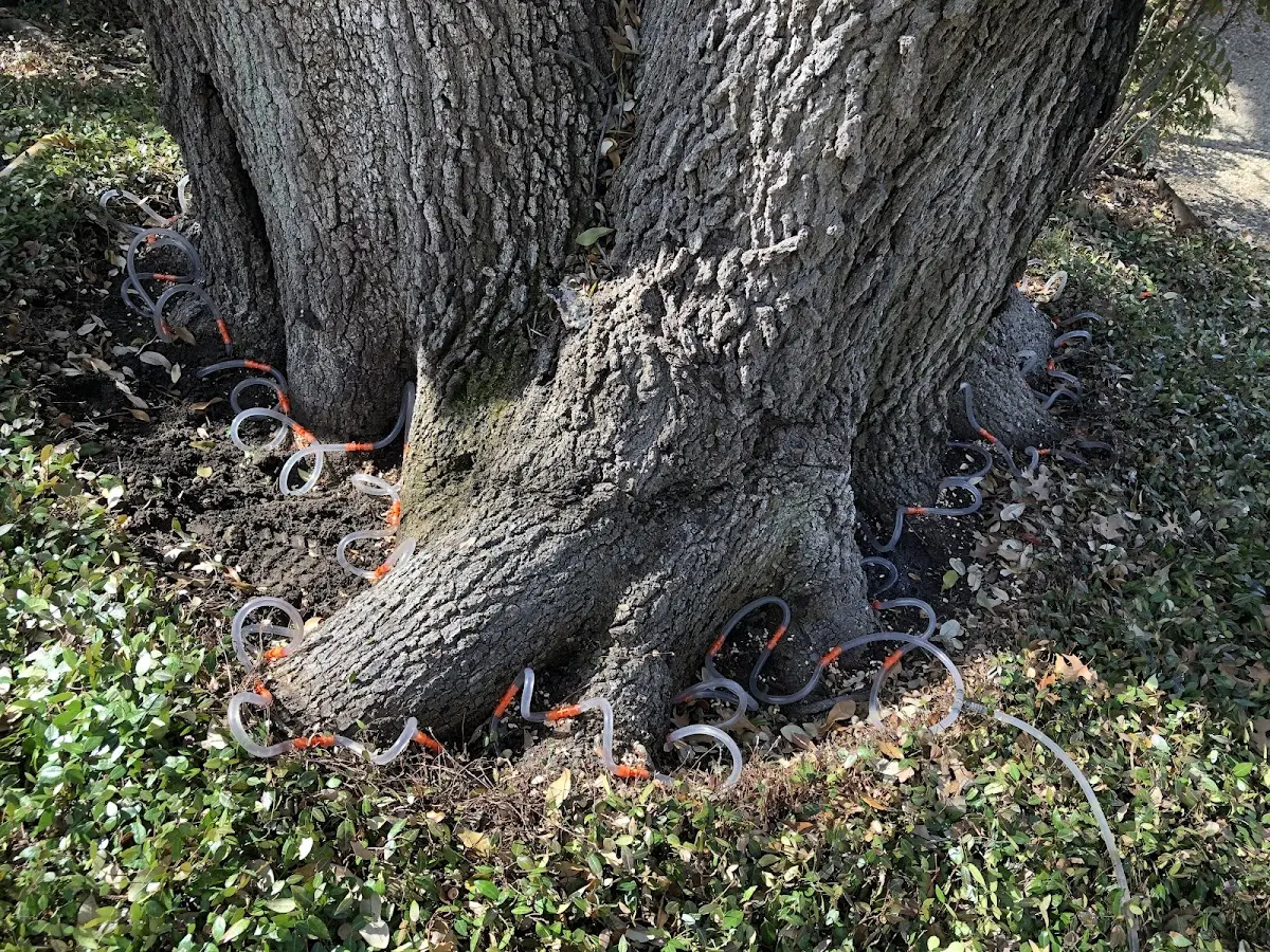 Detailed Tree Cabling and Bracing job site in Abercrombie