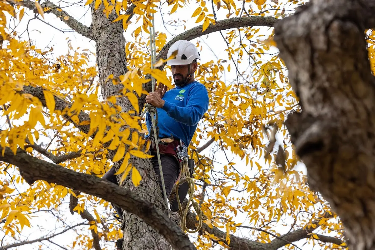 Skilled Tree Trimming crew working in Abercrombie